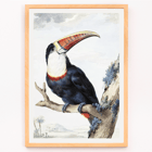 Red-billed Toucan by Aert Schouman perched on a branch in a landscape painting Poster of a Red-billed Toucan perched on a branch with a landscape background by Aert Schouman.