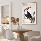 Red-billed Toucan by Aert Schouman perched on a branch in a landscape painting Poster of a Red-billed Toucan perched on a branch with a landscape background by Aert Schouman.