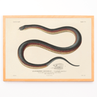 Illustration of a snake by Louis-Isidore Duperrey in Voyage autour du monde Pl.006 Poster featuring a detailed, coiled snake illustration from the artwork titled Voyage autour du monde Pl.006 - Snake by Louis-Isidore Duperrey