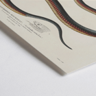 Illustration of a snake by Louis-Isidore Duperrey in Voyage autour du monde Pl.006 Poster featuring a detailed, coiled snake illustration from the artwork titled Voyage autour du monde Pl.006 - Snake by Louis-Isidore Duperrey