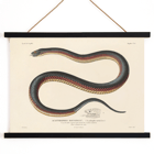 Illustration of a snake by Louis-Isidore Duperrey in Voyage autour du monde Pl.006 Poster featuring a detailed, coiled snake illustration from the artwork titled Voyage autour du monde Pl.006 - Snake by Louis-Isidore Duperrey