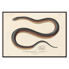 Illustration of a snake by Louis-Isidore Duperrey in Voyage autour du monde Pl.006 Poster featuring a detailed, coiled snake illustration from the artwork titled Voyage autour du monde Pl.006 - Snake by Louis-Isidore Duperrey
