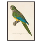 Colorful parrot illustration by Louis-Isidore Duperrey from Voyage autour du monde Pl141 Bird Poster featuring a colorful parrot from "Voyage autour du monde Pl.141 - Bird by Louis-Isidore Duperrey"