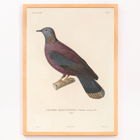 Illustration of a colorful bird perched on a branch by Louis-Isidore Duperrey from Voyage autour du monde Pl 148 Bird Poster of a colorful bird perched on a branch by Louis-Isidore Duperrey from the artwork Voyage autour du monde Pl.148 Bird
