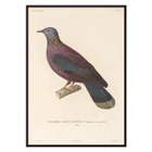 Illustration of a colorful bird perched on a branch by Louis-Isidore Duperrey from Voyage autour du monde Pl 148 Bird Poster of a colorful bird perched on a branch by Louis-Isidore Duperrey from the artwork Voyage autour du monde Pl.148 Bird
