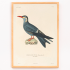 Illustration of Stern des Incas bird by Louis-Isidore Duperrey titled Voyage autour du monde Pl.153 Bird Poster of a bird standing on a rock from Voyage autour du monde Pl.153 Bird by Louis-Isidore Duperrey