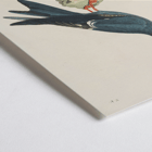 Illustration of Stern des Incas bird by Louis-Isidore Duperrey titled Voyage autour du monde Pl.153 Bird Poster of a bird standing on a rock from Voyage autour du monde Pl.153 Bird by Louis-Isidore Duperrey