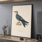 Illustration of Stern des Incas bird by Louis-Isidore Duperrey titled Voyage autour du monde Pl.153 Bird Poster of a bird standing on a rock from Voyage autour du monde Pl.153 Bird by Louis-Isidore Duperrey