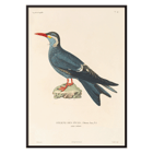 Illustration of Stern des Incas bird by Louis-Isidore Duperrey titled Voyage autour du monde Pl.153 Bird Poster of a bird standing on a rock from Voyage autour du monde Pl.153 Bird by Louis-Isidore Duperrey