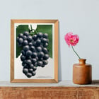 Campbell's Early Grape Campbell's Early Grape