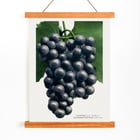 Campbell's Early Grape Campbell's Early Grape