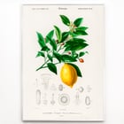Citrus Limonium Citrus Limonium