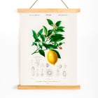 Citrus Limonium Citrus Limonium