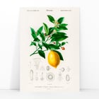 Citrus Limonium Citrus Limonium