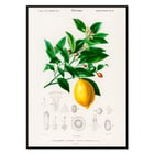 Citrus Limonium Citrus Limonium