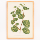 Botanical illustration of a Lonicera plant by Shirley Hibberd titled Lonicera Brachypoda Poster featuring botanical illustration of Lonicera Brachypoda by Shirley Hibberd showcasing green and yellow variegated leaves.
