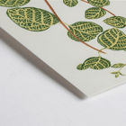 Botanical illustration of a Lonicera plant by Shirley Hibberd titled Lonicera Brachypoda Poster featuring botanical illustration of Lonicera Brachypoda by Shirley Hibberd showcasing green and yellow variegated leaves.