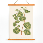 Botanical illustration of a Lonicera plant by Shirley Hibberd titled Lonicera Brachypoda Poster featuring botanical illustration of Lonicera Brachypoda by Shirley Hibberd showcasing green and yellow variegated leaves.
