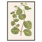 Botanical illustration of a Lonicera plant by Shirley Hibberd titled Lonicera Brachypoda Poster featuring botanical illustration of Lonicera Brachypoda by Shirley Hibberd showcasing green and yellow variegated leaves.