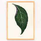 Detailed botanical illustration of a green leaf by Shirley Hibberd titled Adelaster Albivenis Poster of artwork Adelaster Albivenis by Shirley Hibberd featuring a detailed illustration of a green leaf with purple veins.