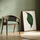 Detailed botanical illustration of a green leaf by Shirley Hibberd titled Adelaster Albivenis Poster of artwork Adelaster Albivenis by Shirley Hibberd featuring a detailed illustration of a green leaf with purple veins.