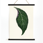 Detailed botanical illustration of a green leaf by Shirley Hibberd titled Adelaster Albivenis Poster of artwork Adelaster Albivenis by Shirley Hibberd featuring a detailed illustration of a green leaf with purple veins.