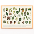 Botanical illustration of various leaves by artist Shirley Hibberd titled Collection of Leaves Poster featuring various illustrated botanical leaves titled Collection of Leaves by Shirley Hibberd.