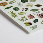 Botanical illustration of various leaves by artist Shirley Hibberd titled Collection of Leaves Poster featuring various illustrated botanical leaves titled Collection of Leaves by Shirley Hibberd.