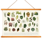 Botanical illustration of various leaves by artist Shirley Hibberd titled Collection of Leaves Poster featuring various illustrated botanical leaves titled Collection of Leaves by Shirley Hibberd.