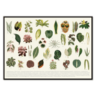 Botanical illustration of various leaves by artist Shirley Hibberd titled Collection of Leaves Poster featuring various illustrated botanical leaves titled Collection of Leaves by Shirley Hibberd.