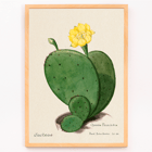 Indian fig opuntia cactus illustration by Karl Eduard Burger from artwork Familie Der Cacteen Poster featuring the artwork Indian fig opuntia cactus from Familie Der Cacteen depicting a green cactus with a yellow flower.