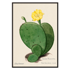 Indian fig opuntia cactus illustration by Karl Eduard Burger from artwork Familie Der Cacteen Poster featuring the artwork Indian fig opuntia cactus from Familie Der Cacteen depicting a green cactus with a yellow flower.