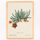 Botanical illustration of Starfish cactus from Familie Der Cacteen. Poster depicting the artwork Starfish Cactus from Familie Der Cacteen showing a green cactus with a detailed star-shaped flower