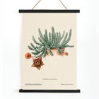 Botanical illustration of Starfish cactus from Familie Der Cacteen. Poster depicting the artwork Starfish Cactus from Familie Der Cacteen showing a green cactus with a detailed star-shaped flower
