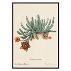 Botanical illustration of Starfish cactus from Familie Der Cacteen. Poster depicting the artwork Starfish Cactus from Familie Der Cacteen showing a green cactus with a detailed star-shaped flower