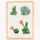 Illustration of assorted cacti by Familie Der Cacteen titled Assorted cacti from the work Familie Der Cacteen Poster of different types of cacti from Assorted cacti by Familie Der Cacteen depicting various species with their flowers