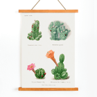 Illustration of assorted cacti by Familie Der Cacteen titled Assorted cacti from the work Familie Der Cacteen Poster of different types of cacti from Assorted cacti by Familie Der Cacteen depicting various species with their flowers