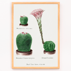 Botanical illustration featuring Rainbow Pincushion cactus and Easter lily from Familie Der Cacteen Poster depicting various cactus plants including Mammilaria nivea Mammilaria fulvispina and Echinopsis Zuccariniana from Familie Der Cacteen