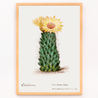 Illustration of Beehive Cactus from Familie Der Cacteen Poster illustration of a blooming cactus titled Beehive cactus from Familie Der Cacteen.