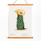 Illustration of Beehive Cactus from Familie Der Cacteen Poster illustration of a blooming cactus titled Beehive cactus from Familie Der Cacteen.