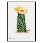 Illustration of Beehive Cactus from Familie Der Cacteen Poster illustration of a blooming cactus titled Beehive cactus from Familie Der Cacteen.