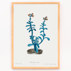 Botanical illustration of blue echeveria by Brown sugar echeveria from the artwork Familie Der Cacteen Poster of a botanical illustration titled Brown sugar echeveria from Familie Der Cacteen by Echeveria racemosa.