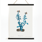 Botanical illustration of blue echeveria by Brown sugar echeveria from the artwork Familie Der Cacteen Poster of a botanical illustration titled Brown sugar echeveria from Familie Der Cacteen by Echeveria racemosa.