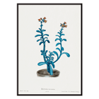 Botanical illustration of blue echeveria by Brown sugar echeveria from the artwork Familie Der Cacteen Poster of a botanical illustration titled Brown sugar echeveria from Familie Der Cacteen by Echeveria racemosa.