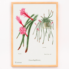Rattail Cactus artwork by Famille Der Cacteen featuring pink flowers and cactus in a pot Poster featuring Rattail Cactus from Familie Der Cacteen with detailed illustrations of blooming red and pink flowers on cactus stems.