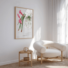 Rattail Cactus artwork by Famille Der Cacteen featuring pink flowers and cactus in a pot Poster featuring Rattail Cactus from Familie Der Cacteen with detailed illustrations of blooming red and pink flowers on cactus stems.