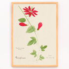 Botanical illustration of Passiflora coccinea by Red Granadilla from Familie Der Cacteen. Poster of a botanical illustration showing a red granadilla flower by Anonymous featuring green leaves and stems