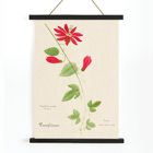 Botanical illustration of Passiflora coccinea by Red Granadilla from Familie Der Cacteen. Poster of a botanical illustration showing a red granadilla flower by Anonymous featuring green leaves and stems