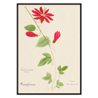 Botanical illustration of Passiflora coccinea by Red Granadilla from Familie Der Cacteen. Poster of a botanical illustration showing a red granadilla flower by Anonymous featuring green leaves and stems