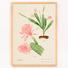 Illustration of German empress cactus from Familie Der Cacteen by Basel Basan Poster featuring German empress cactus artwork titled Phyllocactus by Basel Botan Garten with pink flowers and green leaves
